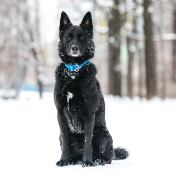 Собаки в добрые руки - Арчи - 4