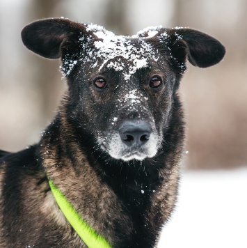 Собаки в добрые руки - Дали