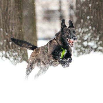 Собаки в добрые руки - Дали - 1