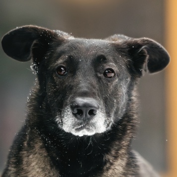 Собаки в добрые руки - Дали - 2