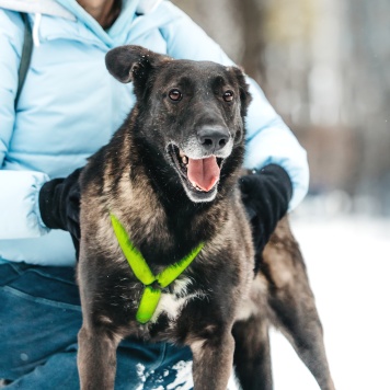 Собаки в добрые руки - Дали - 3