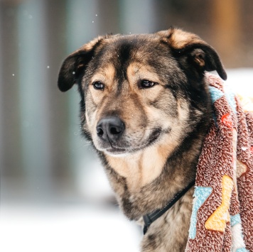 Собаки в добрые руки - Рони