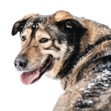 Собаки в добрые руки - Рони - 1