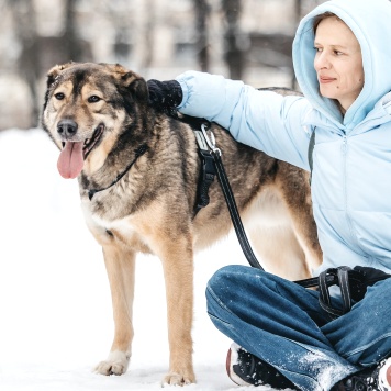 Собаки в добрые руки - Рони - 2