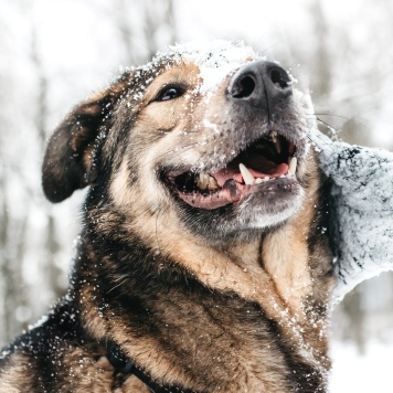 Собаки в добрые руки - Рони - 4