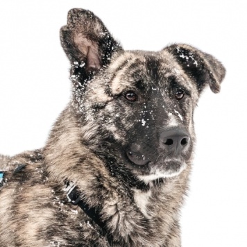 Чуни - Собаки в добрые руки