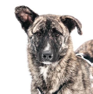 Собаки в добрые руки - Чуни - 1