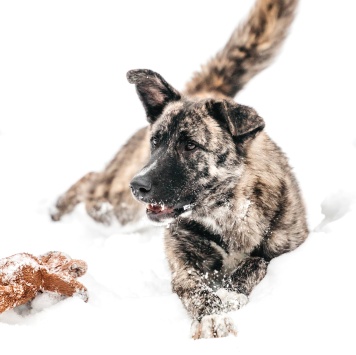 Собаки в добрые руки - Чуни - 2