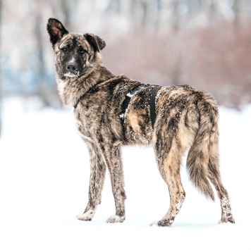 Собаки в добрые руки - Чуни - 3