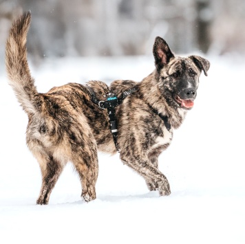 Собаки в добрые руки - Чуни - 4