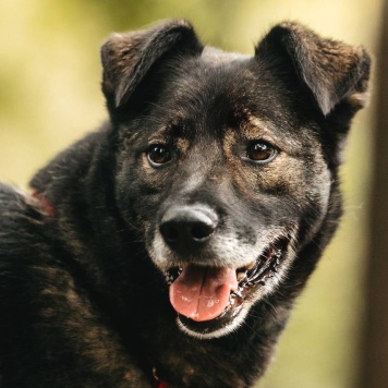 Собаки в добрые руки - Райд