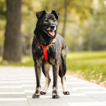Собаки в добрые руки - Райд - 1