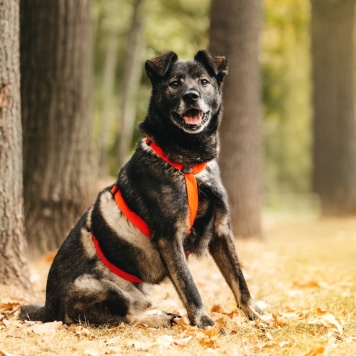 Собаки в добрые руки - Райд - 2