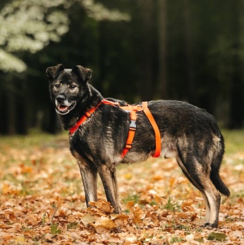 Собаки в добрые руки - Райд - 3