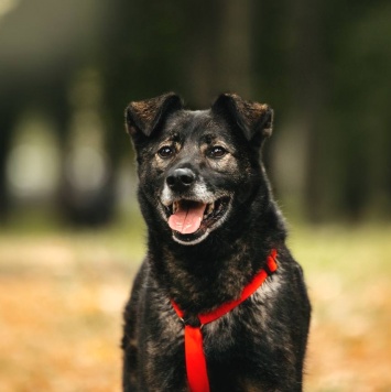 Собаки в добрые руки - Райд - 4