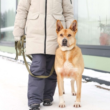 Собаки в добрые руки - Тим