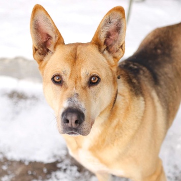 Собаки в добрые руки - Тим - 1