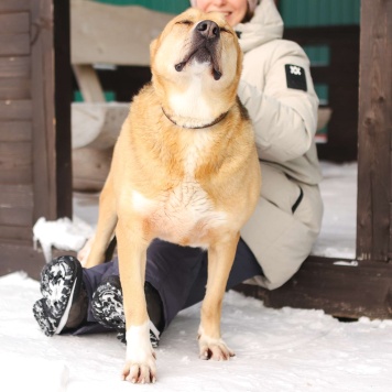 Собаки в добрые руки - Тим - 2