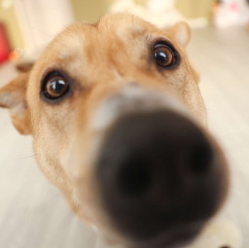 Собаки в добрые руки - Тим - 4