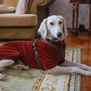 Собаки в добрые руки - Григорий