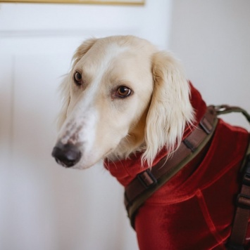 Собаки в добрые руки - Григорий - 1