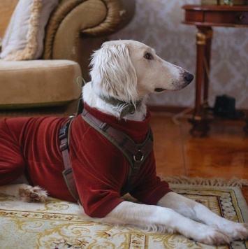 Собаки в добрые руки - Григорий - 2