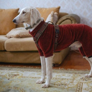 Собаки в добрые руки - Григорий - 3