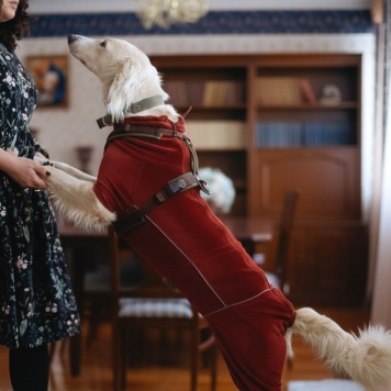 Собаки в добрые руки - Григорий - 4