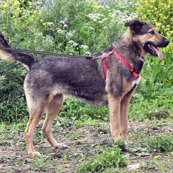 Собаки в добрые руки - Бара