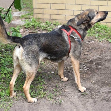 Собаки в добрые руки - Бара - 1