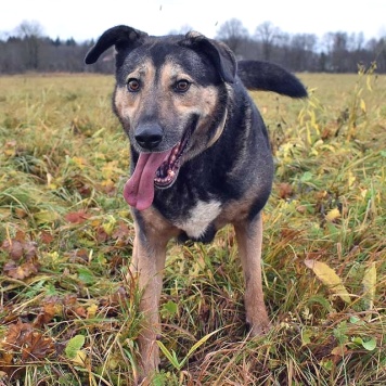 Собаки в добрые руки - Бара - 2