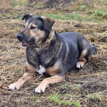 Собаки в добрые руки - Бара - 4