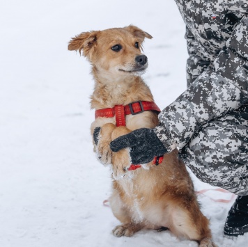 Собаки в добрые руки - Кира