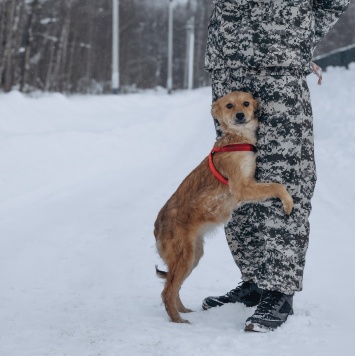 Собаки в добрые руки - Кира - 1