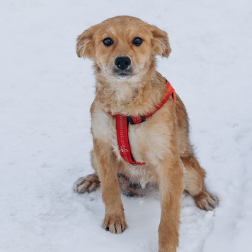 Собаки в добрые руки - Кира - 2