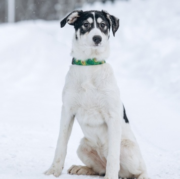 Щенок - Собаки в добрые руки