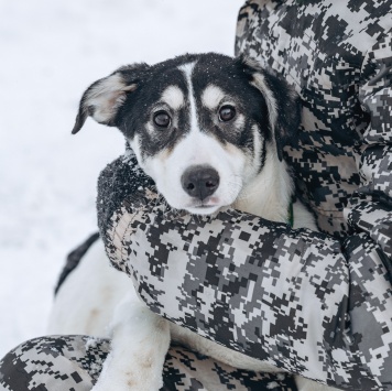 Собаки в добрые руки - Щенок - 4