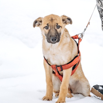 Собаки в добрые руки - Щенок