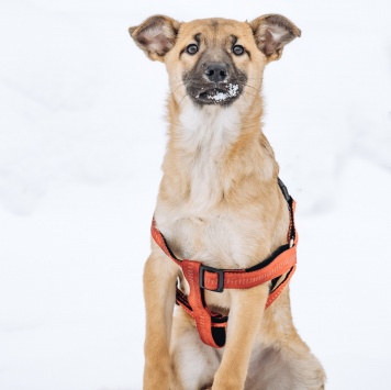 Собаки в добрые руки - Щенок - 2