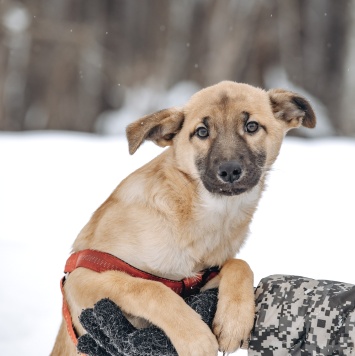 Собаки в добрые руки - Щенок - 4