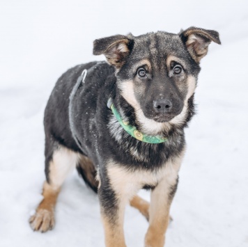 Собаки в добрые руки - Клайд
