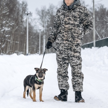 Собаки в добрые руки - Клайд - 1