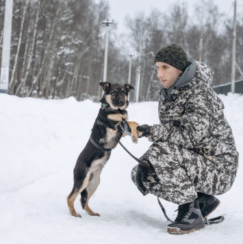 Собаки в добрые руки - Клайд - 4