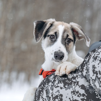 Собаки в добрые руки - Мир
