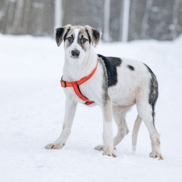 Собаки в добрые руки - Мир - 1