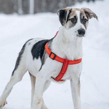 Собаки в добрые руки - Мир - 3