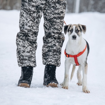 Собаки в добрые руки - Мир - 4
