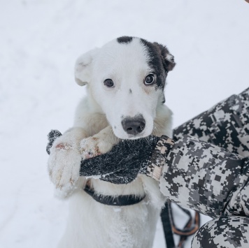 Собаки в добрые руки - Щенок