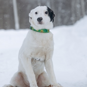 Собаки в добрые руки - Щенок - 1