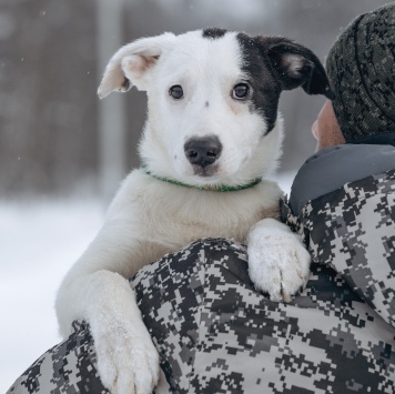 Собаки в добрые руки - Щенок - 2